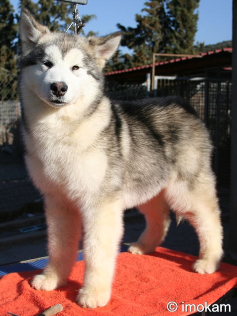 Tango - 5 meses